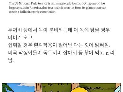 미국에서 인기폭발이라는 독두꺼비.jpg