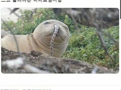 대충 살자... 바다표범처럼