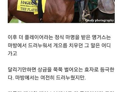 누워 있기를 좋아해서 안락사를 피한 말