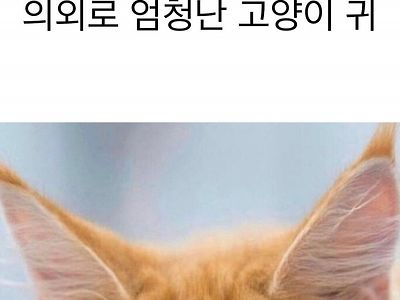 의외로 엄청난 고양이귀