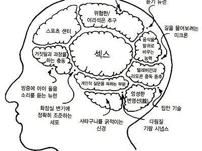 남자 여자의 뇌구조