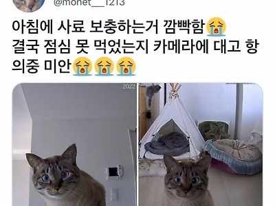 집사놈이 밥을 깜빡하고 출근해버렸다