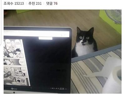 "딸치는데 고양이색기 쳐다보네".jpg