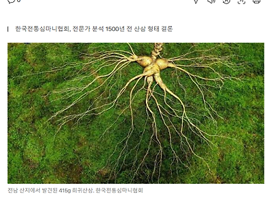 “무려 1500년 전 산삼”…감정가 6억8000만원 ㄷㄷㄷ
