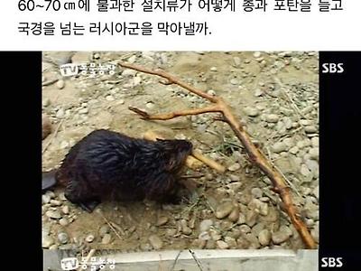 인간들 전쟁에 개입하기 시작한 동물