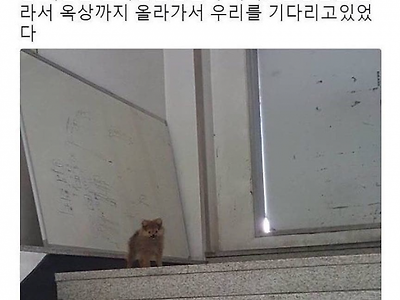 가출했다 돌아오지 못하는 강아지 jpg