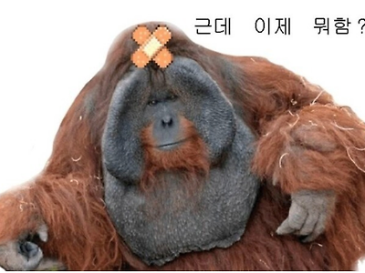 동물원 관람객 공격해버리는 오랑우탄.MP4