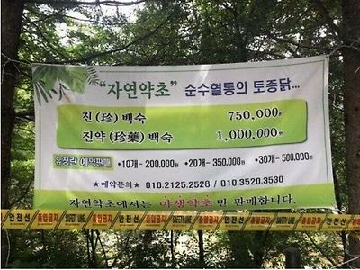 순수혈통이라 다르다 이말이야!!