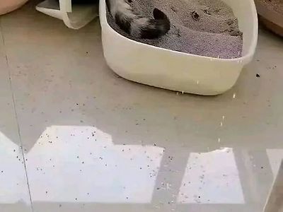 냥이 화장실은 튼튼한걸 써야 하는 이유