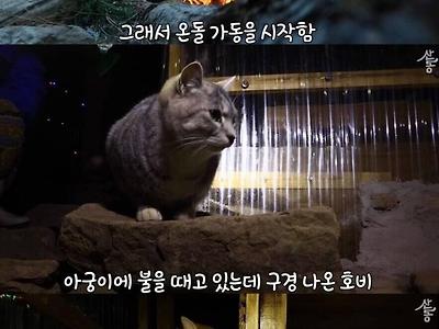 뜨거운 온돌을 즐기는 고양이들.jpg