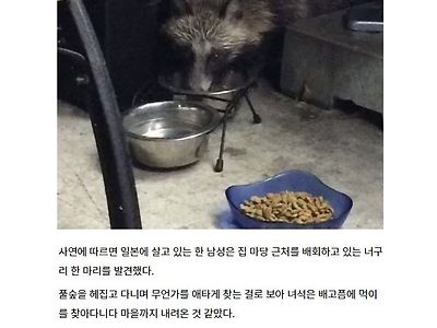 은혜 갚은 너구리.ssul