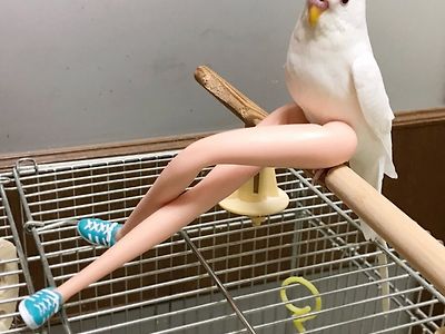 매끈한 하체