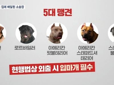 개물림 사고 당했는데 아무런 보상도 받지 못했다