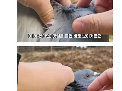 비둘기 잡아서 깨끗한지 더러운지 확인하는 유튜버