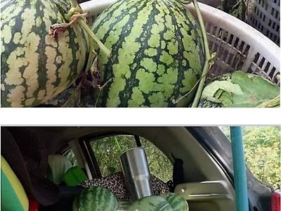 수박가게 온도차