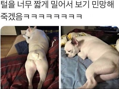 민망한 댕댕이