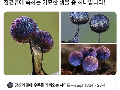 의외로 실존하는 기묘한 생물.jpg