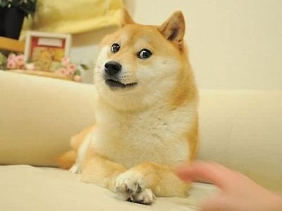아직까지 잘살아있는 동물들