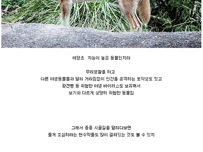 요즘 들개가 잘 안보이는 이유