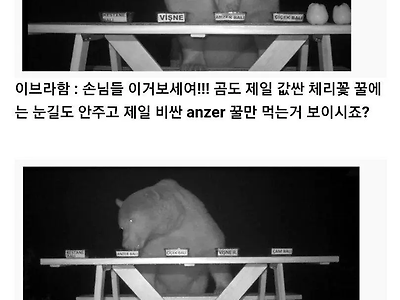 양봉장 꿀 훔쳐먹는 곰에대한 대처법