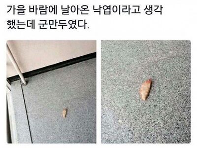 가을 바람에 들어온 낙엽의 정체