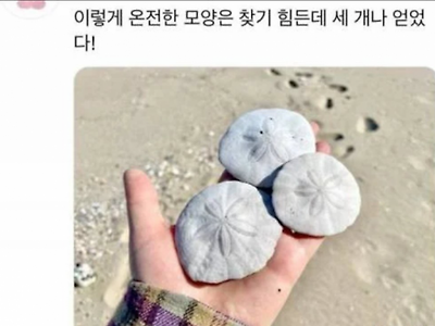 인어가 잃어버린 동전