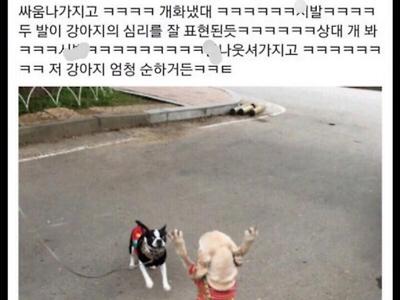 친구네 강아지 ㅈㄴ 순하거든? 근데 산책 나가서 ㅈㄴ 싸움남ㅁ