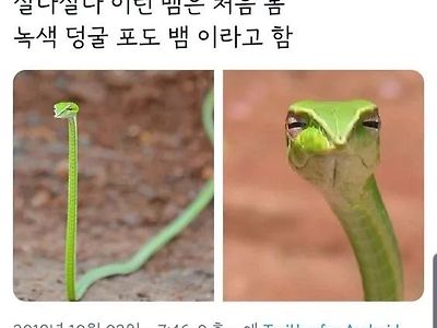 ㅡ.ㅡ 이렇게 생긴 뱀