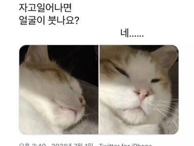 고양이도 자고 일어나면 얼굴이 붓나요
