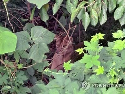 오늘 사살된 사자.JPG