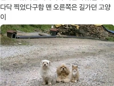 할아버지가 찍은 레전드 사진.jpg