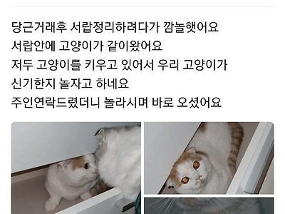 서랍을 사면 고양이를 드립니다