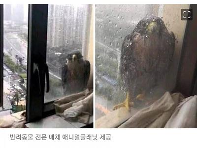 만일 당신이라면 창문을 열어주시겠습니까?