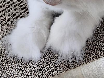 고앵이 보고 가랏