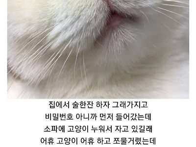 회사 형네 고양이