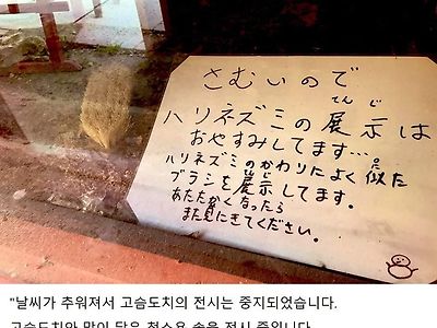 일본 동물원에 고슴도치를 보러갔는데...