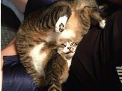 기묘한 고양이