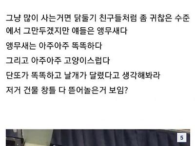 우리나라의 비둘기라는 호주의 코카투