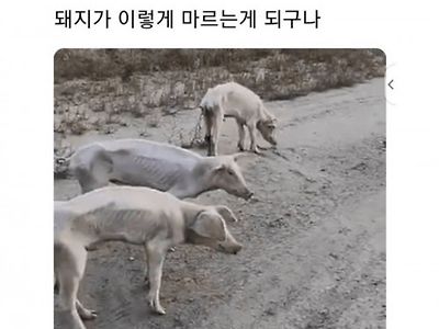 북한돼지 근황