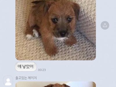 강아지 복제 성공함