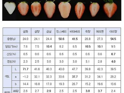 딸기 모양별 평균 당도값