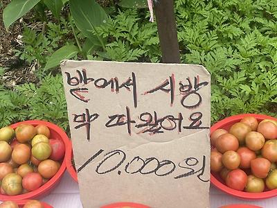 신선한 토마토