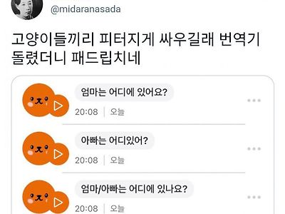 고양이들끼리 피터지게 싸우길래 번역기 대봤더니