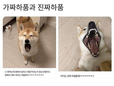 개의 진짜 하품