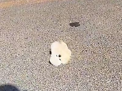 강아지 굴러간다 못참는다