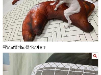 다리가 긴 말티즈 자랑