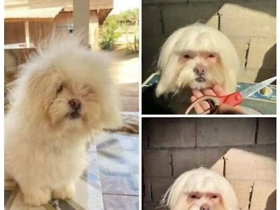 댕댕이 셀프미용 대참사.png