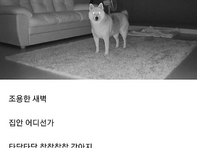 강아지 키우는 집의 새벽 일상.jpg