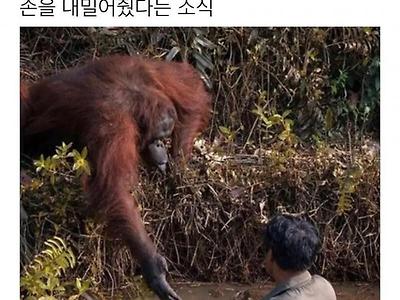 생물학자를 구해주려는 오랑우탄