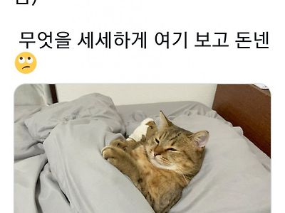 고양이: 주인아, 돈 많이 벌어왔어?